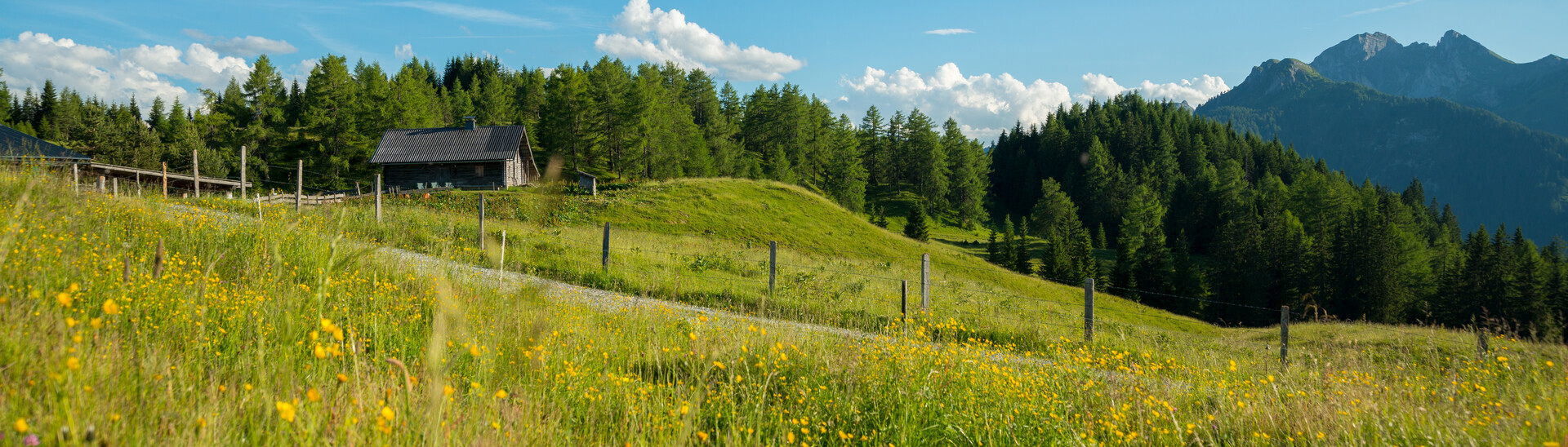 Natural landscape with flower meadow | Snow Space Salzburg Natural landscape with flower meadow | Snow Space Salzburg