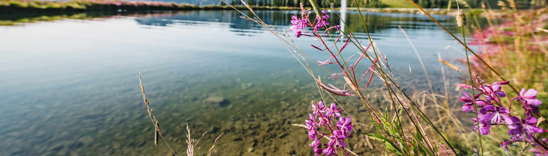 Delicate purple flowers in the foreground with the calm surface of a lake in Snow Space Salzburg in the background