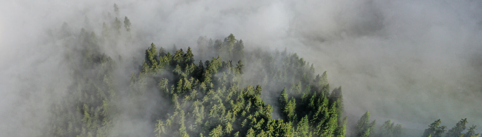 Panoramaaufnahme über einem grünen vernebelten Wald